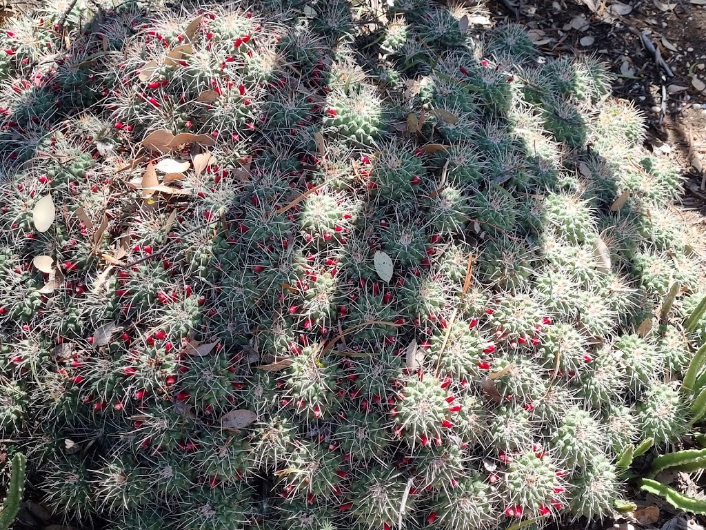 Bevans Cactus Nursery | Lightning Ridge NSW 2834, Australia | Phone: (02) 6829 2778