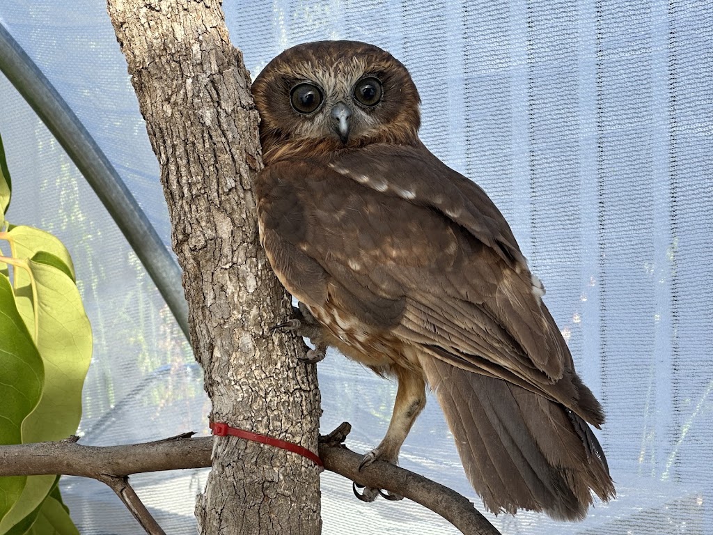 ESPERANCE WILDLIFE HOSPITAL & SANCTUARY | 266 South Coast Hwy, Chadwick WA 6450, Australia | Phone: 0452 561 313