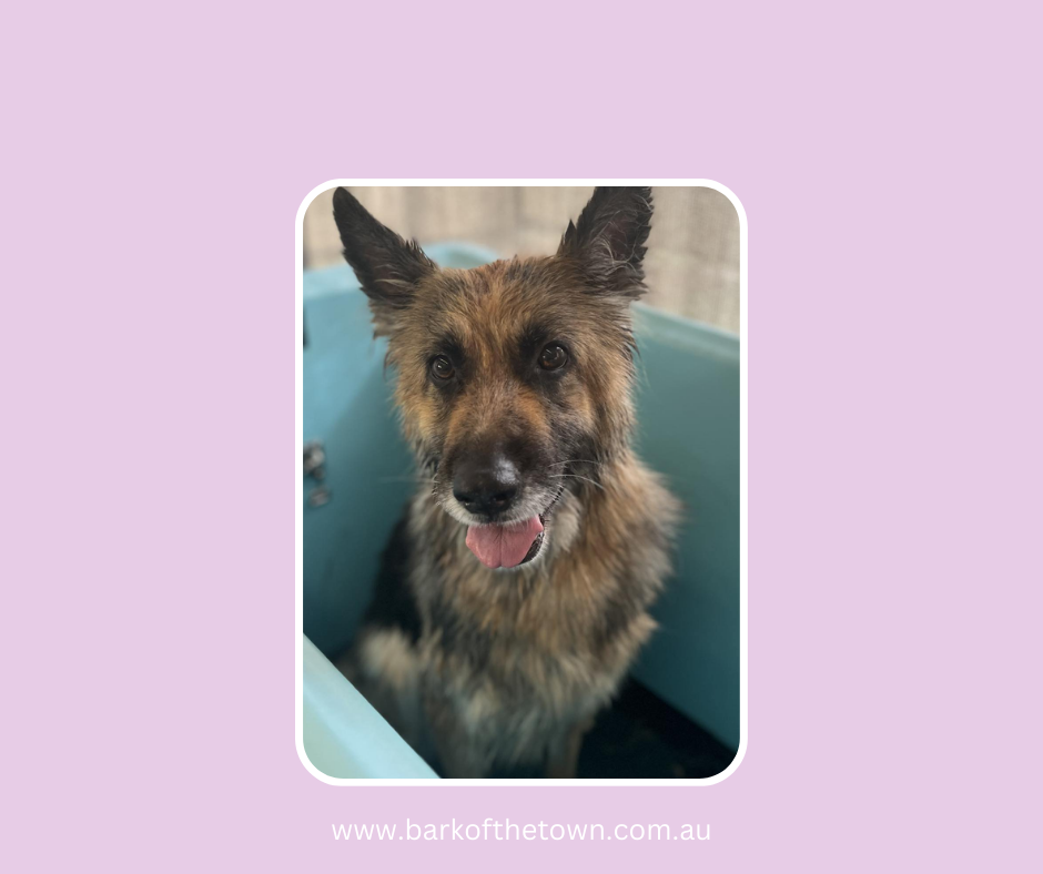 Bark of the Town | Northcote Ave, Paxton NSW 2325, Australia | Phone: 0482 569 711
