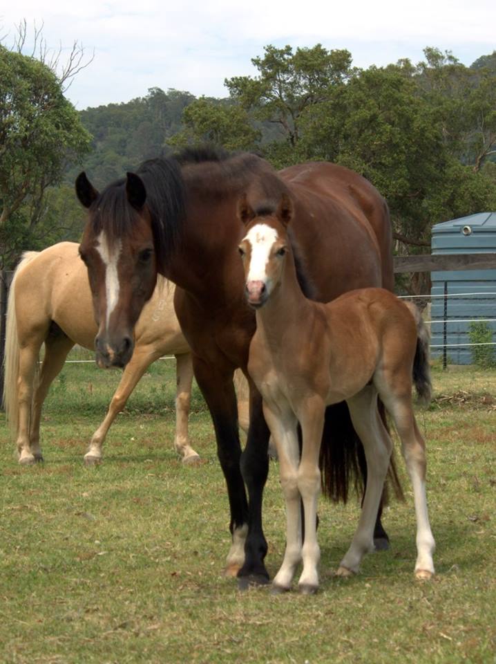 Genesis Park Equestrian Supplies and Welsh Pony Stud | pet store | 2 Urquharts Ln, Stroud NSW 2425, Australia | 0401174659 OR +61 401 174 659