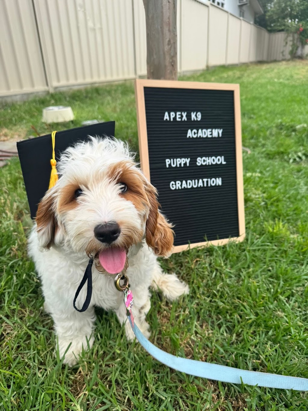 APEX K9 ACADEMY | Toongabbie NSW 2146, Australia | Phone: 0433 686 980