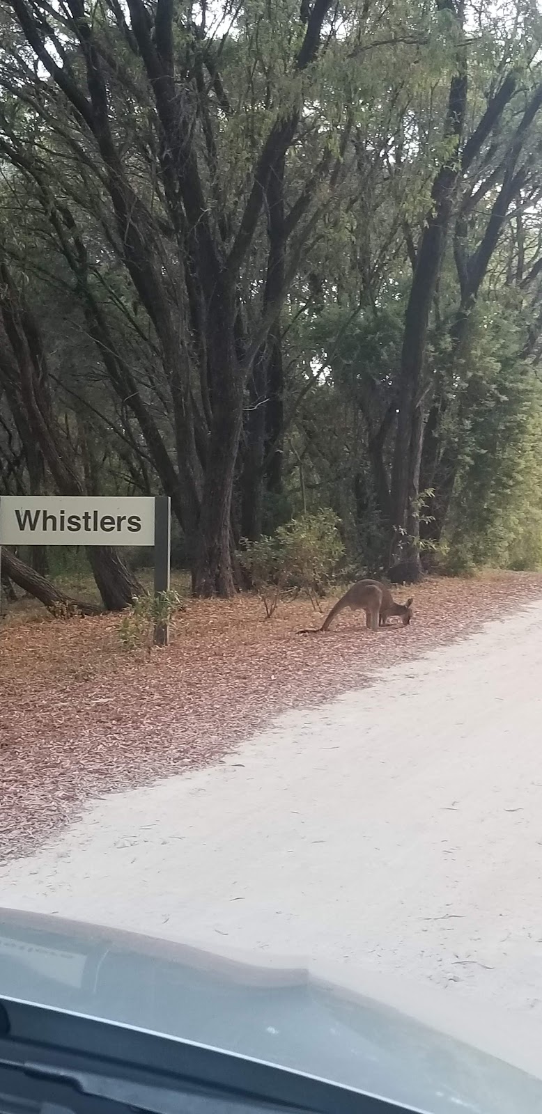 Conto - Whistlers | Boranup WA 6286, Australia