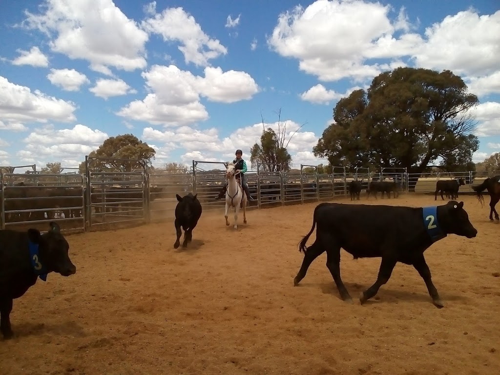 Lyndhurst Team Penning | 539 Garland Rd, Garland NSW 2797, Australia | Phone: 0487 381 859