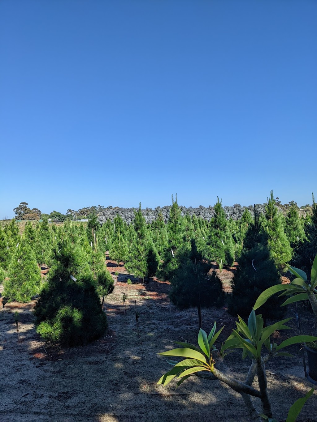 Christmas Trees of Wanneroo | 99 Rousset Rd, Mariginiup WA 6078, Australia | Phone: (08) 9405 1351