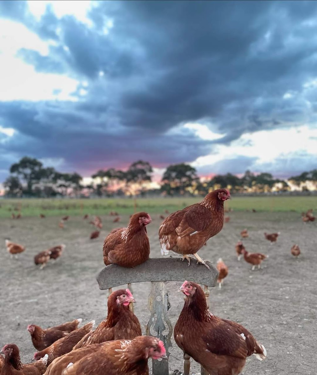 Yolked Up - Farm Fresh Eggs | 561 Holden Rd, Plumpton VIC 3336, Australia | Phone: 0437 517 288