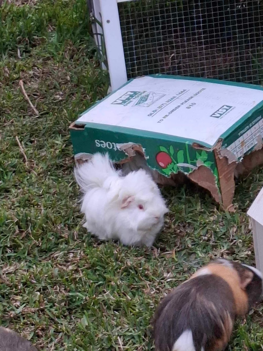 Happy Taters Guinea Pig Boarding | 5 Corella Pl, Werribee VIC 3030, Australia | Phone: 0403 054 260