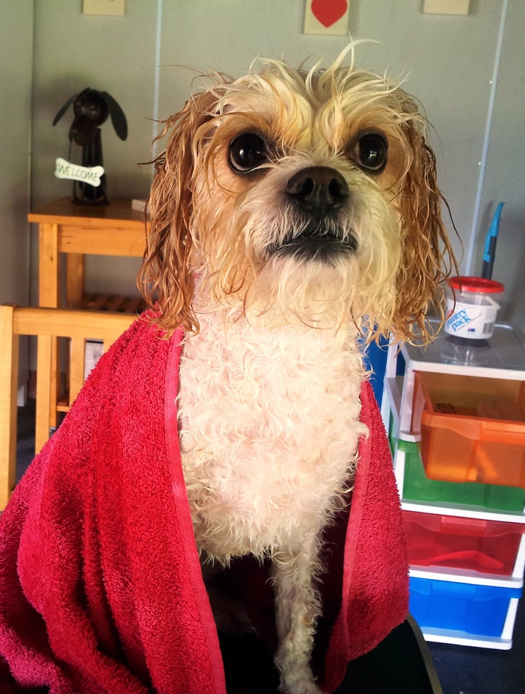 Fuzzy Pupz Dog Grooming | 161B The Round Dr, Avoca Beach NSW 2251, Australia | Phone: 0434 696 424 Fuzzy Pupz Dog Grooming | 161B The Round Dr, Avoca Beach NSW 2251, Australia | Phone: 0434 696 424