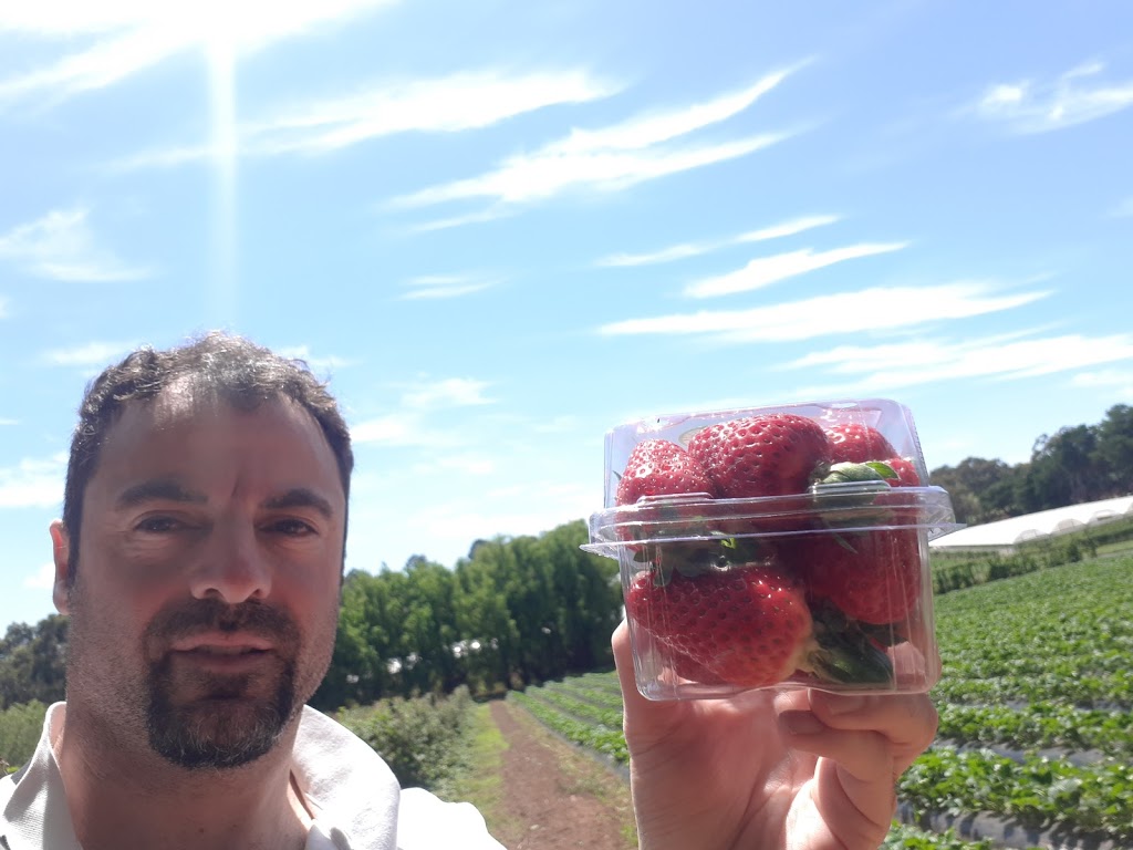 Kookaberry Strawberry Farm | 25 Lewis Rd, Wandin VIC 3139, Australia | Phone: 0415 768 222