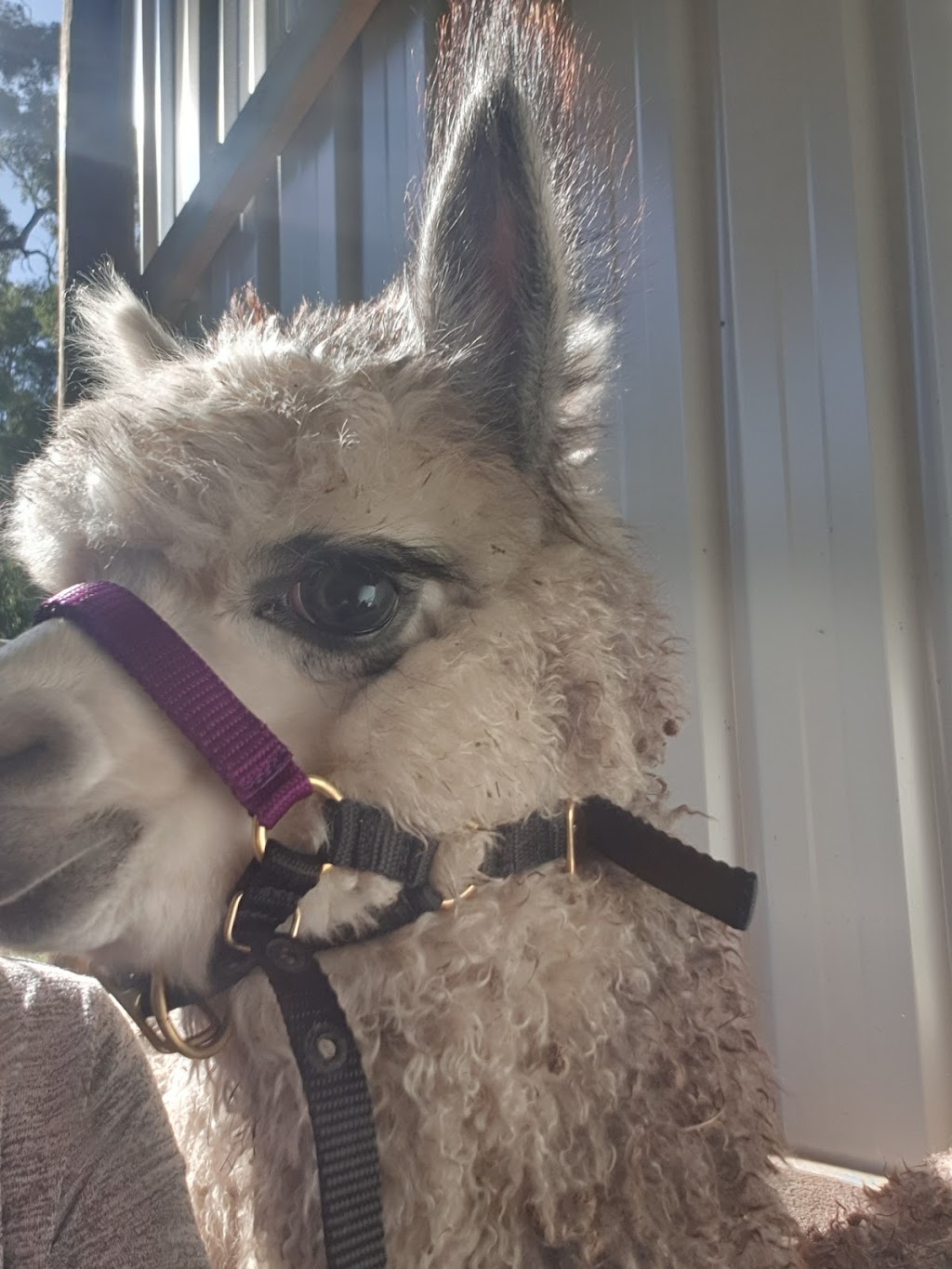 BackAchers Alpacas | Winnejup WA 6255, Australia | Phone: 0450 073 252