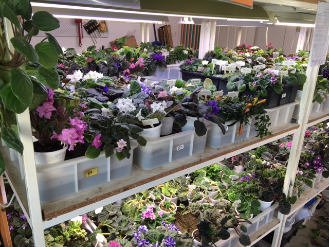 Janes African Violets | 18 Homestead Dr, Wauchope NSW 2446, Australia | Phone: (02) 6585 2683