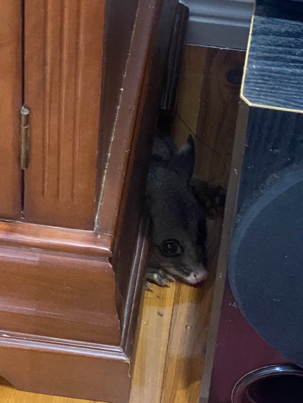 Help Save The Wildlife And Bushlands In Campbelltown | nymboida cres, Ruse NSW 2560, Australia | Phone: 0434 026 799