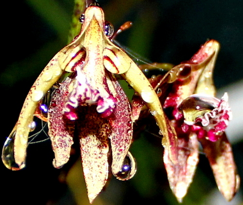 Orchids R Us | 644 Main Western Rd, Tamborine Mountain QLD 4272, Australia | Phone: (07) 5545 1613