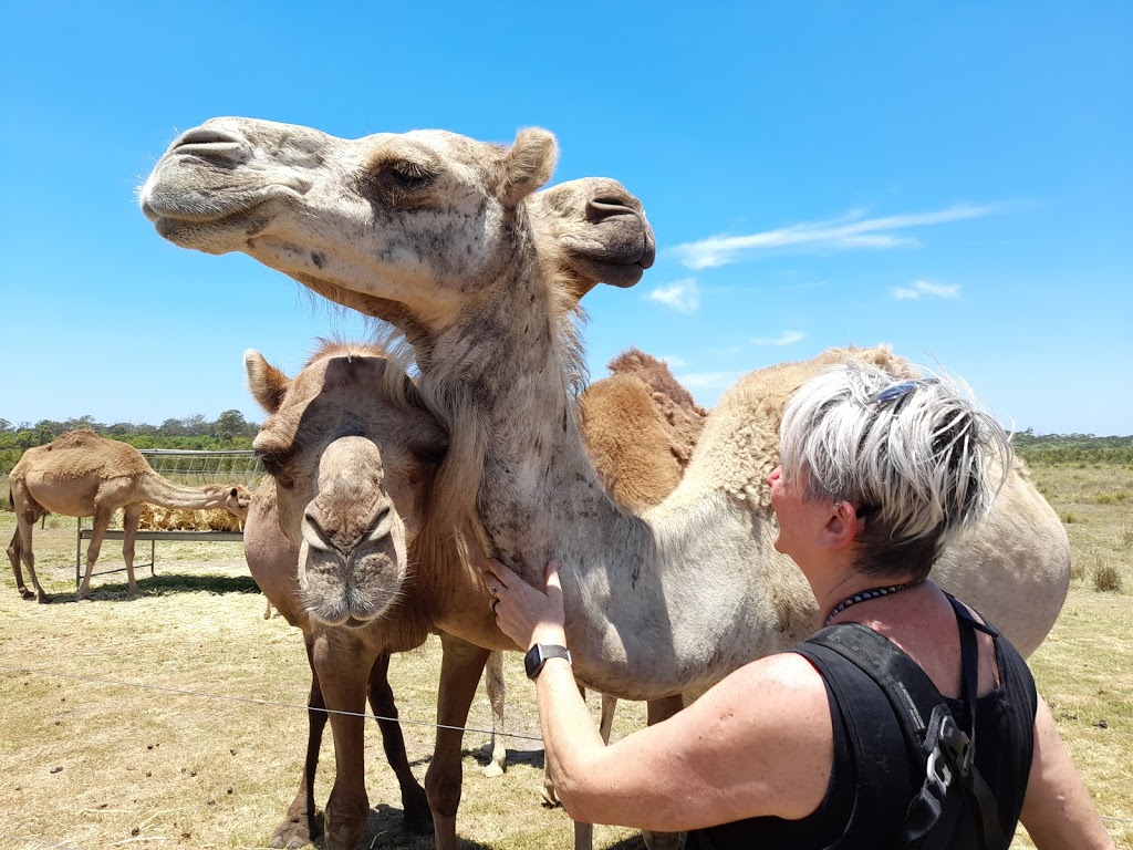 QCamel Camel Milk Dairy Office | 165 Sahara Rd, Glass House Mountains QLD 4518, Australia | Phone: (07) 5438 7890