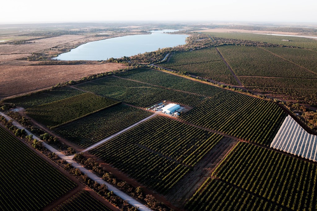 Royal Jujube | Lakes Rd, Lake Wyangan NSW 2680, Australia | Phone: 0474 731 504