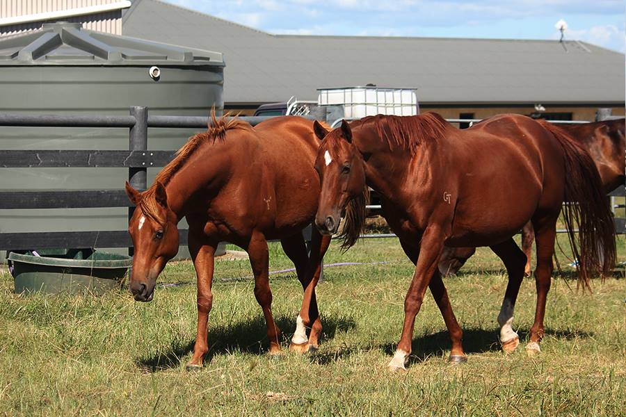 Harris Park Warmbloods | 43-65 Charles Chauvel Dr, Harrisville QLD 4307, Australia | Phone: 0410 465 422