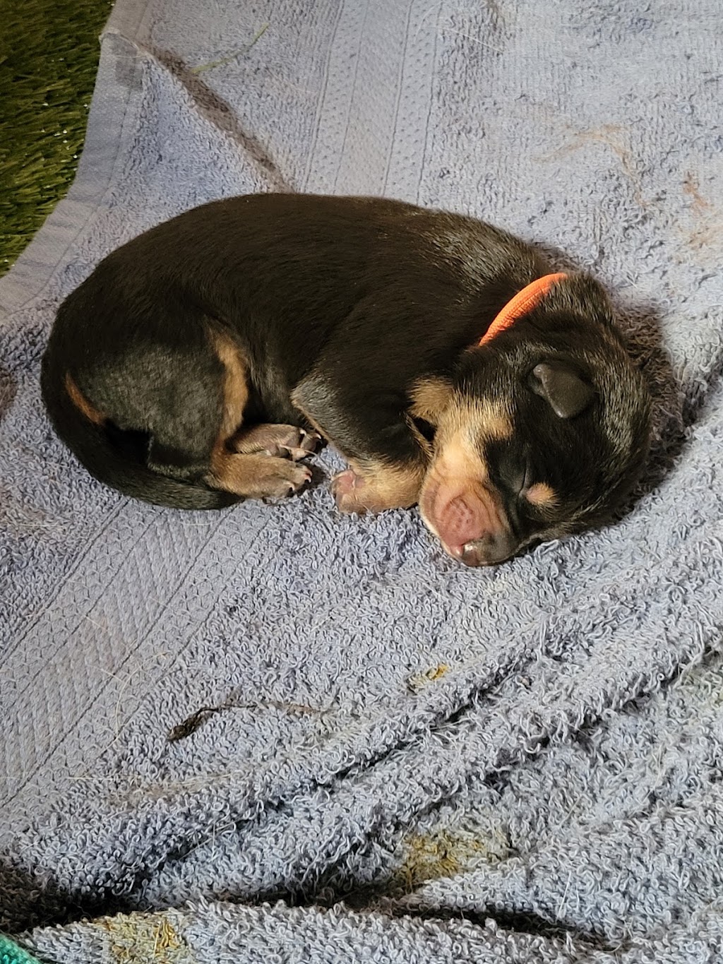 Thadelldo Working Dogs | 20 Research Rd, Lara VIC 3212, Australia | Phone: (03) 5275 2939