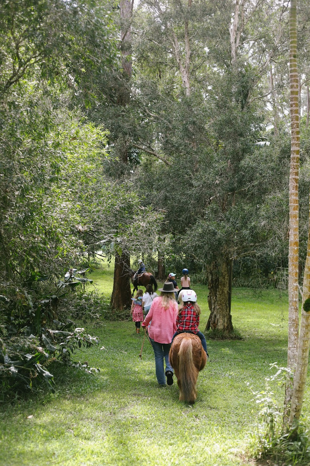 Hinterland Horses Byron Bay | 22 Blackbean Ln, Federal NSW 2481, Australia | Phone: 0407 813 321