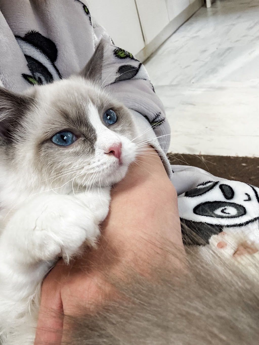 Milks Ragdolls | Milks Ragdolls, Heathcote Junction VIC 3758, Australia | Phone: 0481 973 557