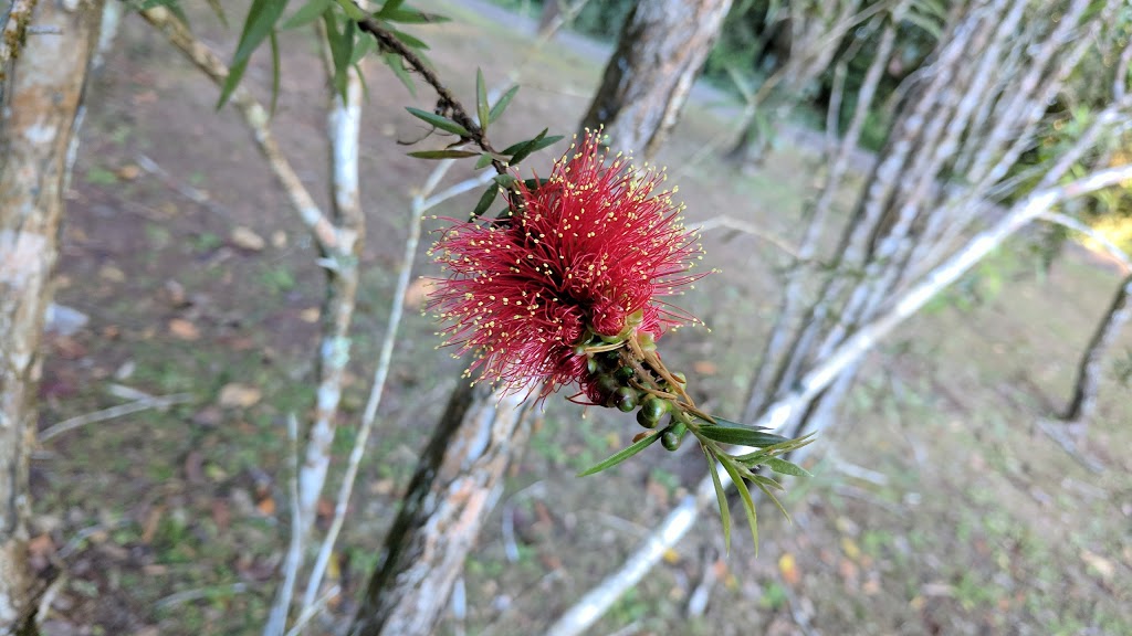 Lake Euramoo | park | Danbulla Rd, Danbulla QLD 4872, Australia | 137468 OR +61 137468