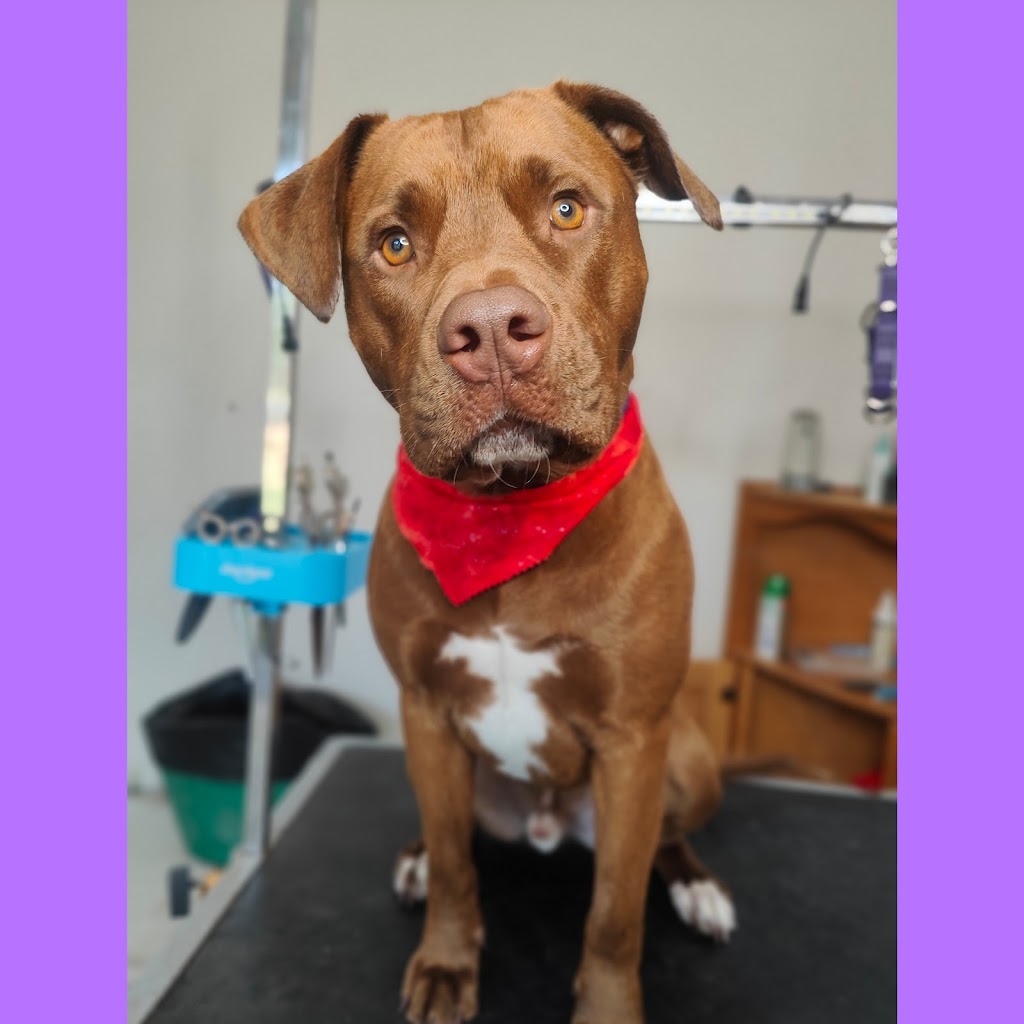 Pawsome pooches grooming service | 123 Pacific St, Corindi Beach NSW 2456, Australia | Phone: 0428 938 459