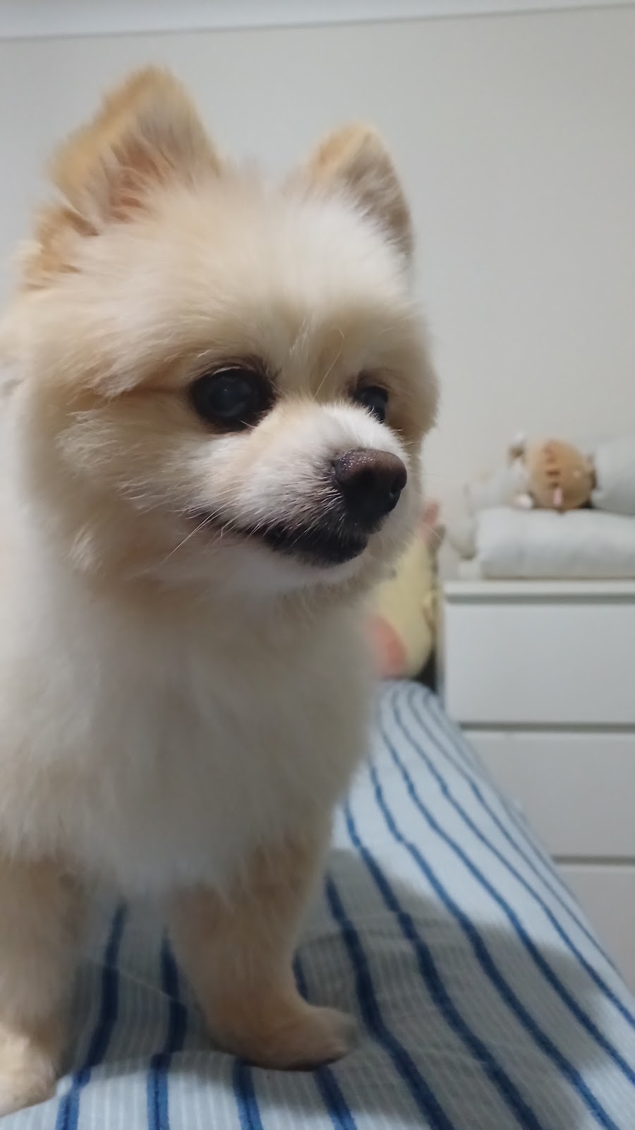 Fur Sure Grooming | 42A Selems Parade, Revesby NSW 2212, Australia | Phone: 0433 882 633