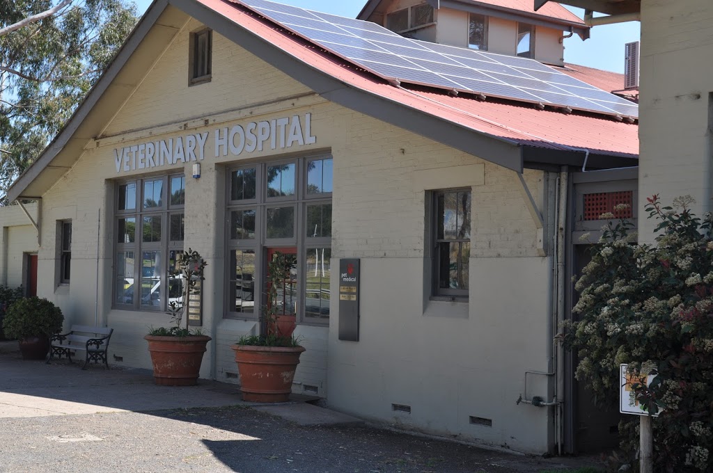 Pet Medical | 14 Aberdeen St, Muswellbrook NSW 2333, Australia | Phone: (02) 6541 1555