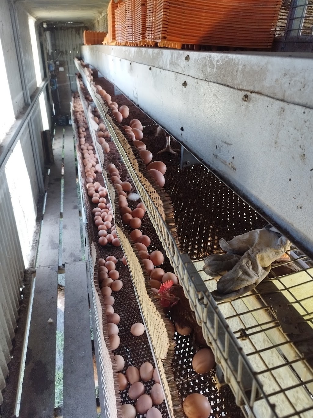 Freshwater Free Range | 2150 Barrabool Rd, Mount Moriac VIC 3240, Australia | Phone: 0493 355 131