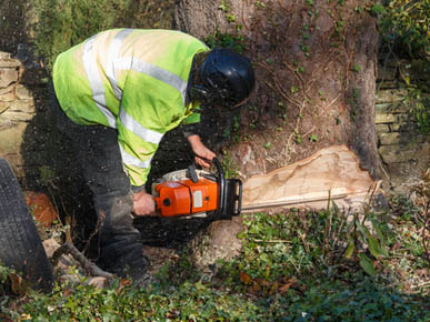 All Seasons Tree Lopping Services | Servicing Blacktown, Blue Mountains, Hills District, Windsor, Marsden Park Jordan Springs, Rouse Hill, Kellyville, Baulkham Hills, Bella Vista Carlingford Katoomba, Springwood, Emu Plains, Blaxland, 17 Muscio, Colyton NSW 2760, Australia | Phone: 0423 682 322