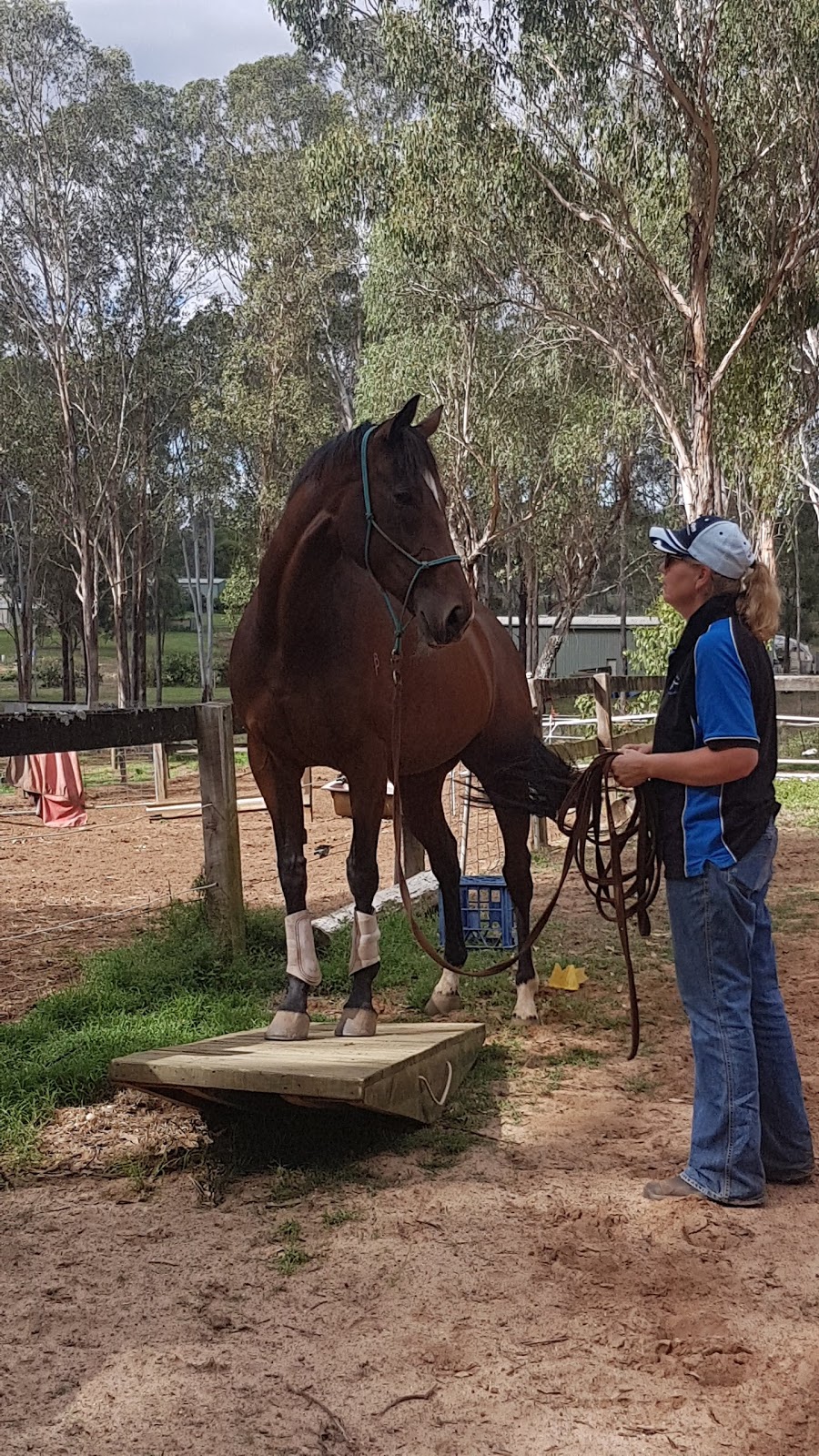 Equine Performance | 142 Bocks Rd, Oakville NSW 2765, Australia | Phone: 0421 167 334