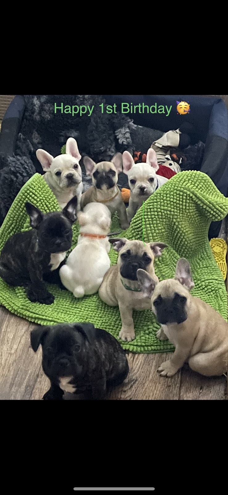 Paws and Claws Squeaking Point | 97 Shannon Dr, Port Sorell TAS 7307, Australia | Phone: 0409 920 867