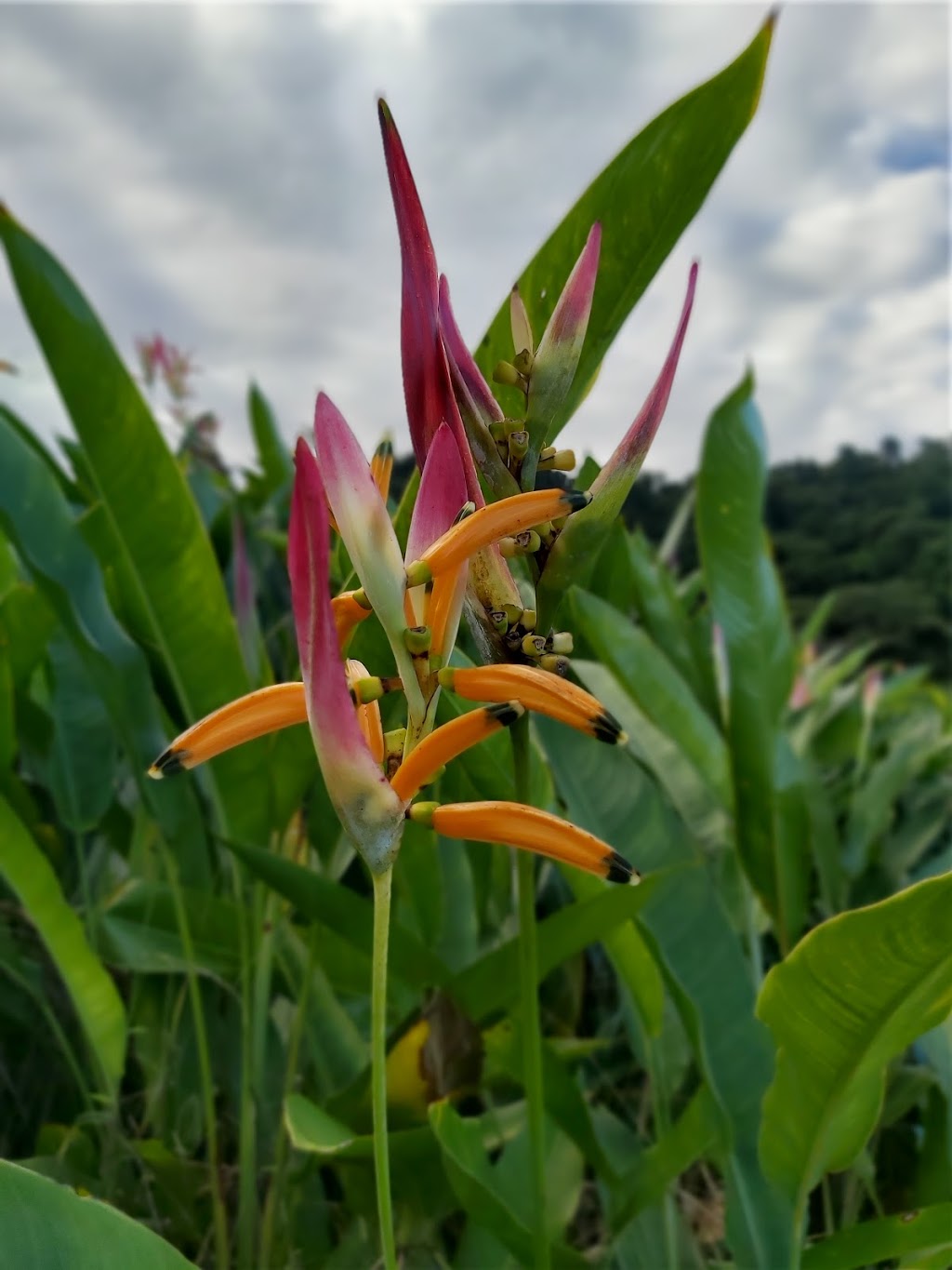 FNQ Blooms Tropical Flower Farm Lodge | 167 Connaughton Rd, Bartle Frere QLD 4861, Australia | Phone: 0417 697 285