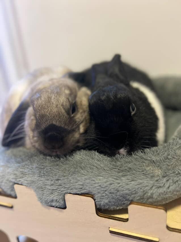 Bunny Bunks | Bateau Bay Rd, Bateau Bay NSW 2261, Australia | Phone: 0404 686 528