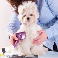 Dog Wash Logan | pet store | Springwood, QLD, Australia | 0731868520 OR +61 7 3186 8520