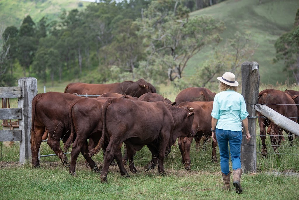 Anvil Creek Santa Gertrudis Stud | 7365 Oxley Hwy, Mount Seaview NSW 2446, Australia | Phone: 0474 125 977