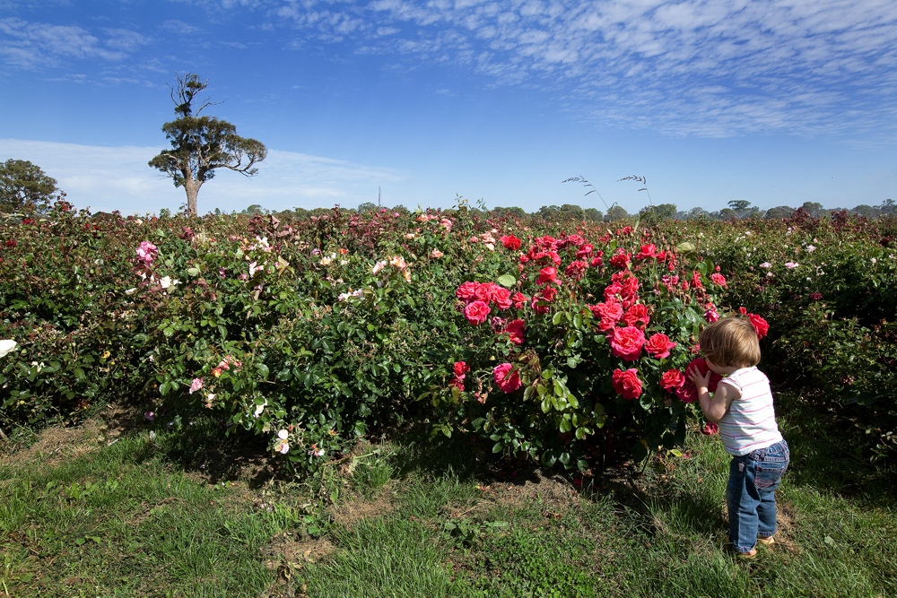 Wagners Rose Nursery | 20 Koorine Rd, Kalangadoo SA 5278, Australia | Phone: (08) 8739 3321