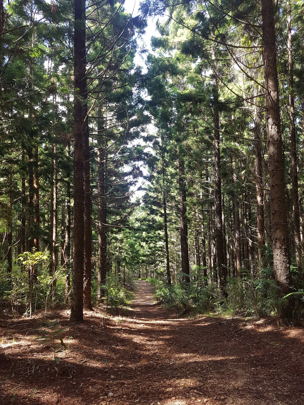 Somerset trail | park | Somerset Walking Track, Mount Byron QLD 4312, Australia