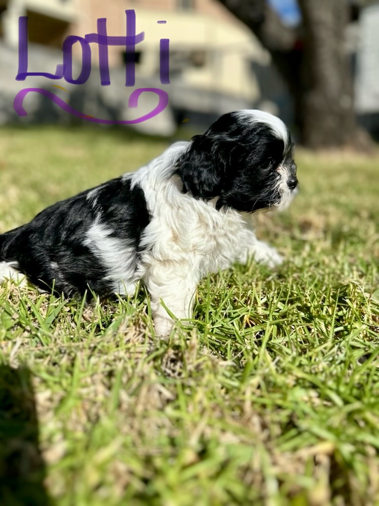 ICBOO- Inverness Breeder Of Companion Oodles | 4 Golf Links Rd, Glen Innes NSW 2370, Australia | Phone: 0421 351 649