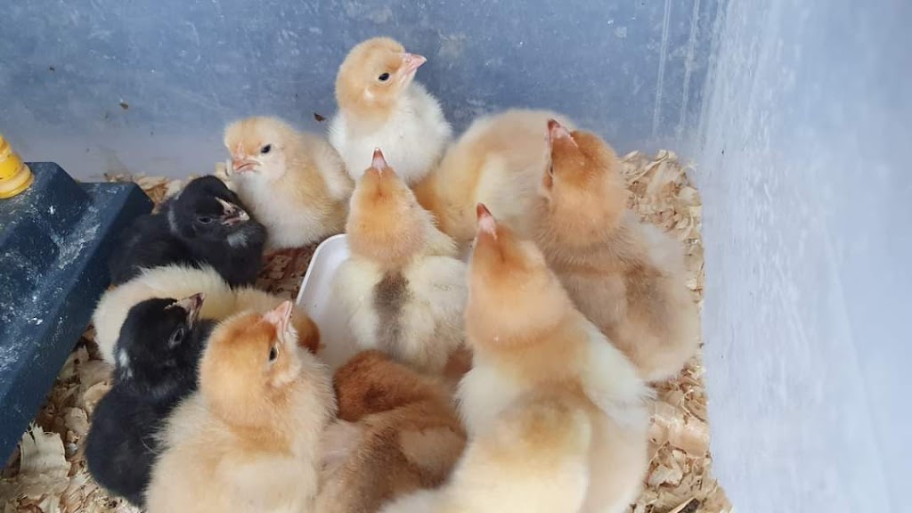 BERWINDI FARM FRESH PRODUCE | Berwindi/1470 Castlereagh Hwy, Blackmans Flat NSW 2790, Australia | Phone: 0408 642 121