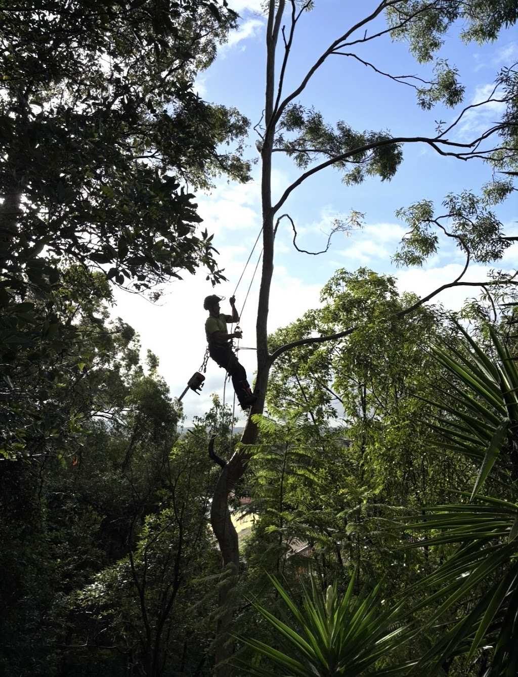 S&K Tree Lopping | Alexander Cres, Morayfield QLD 4506, Australia | Phone: 0493 416 150