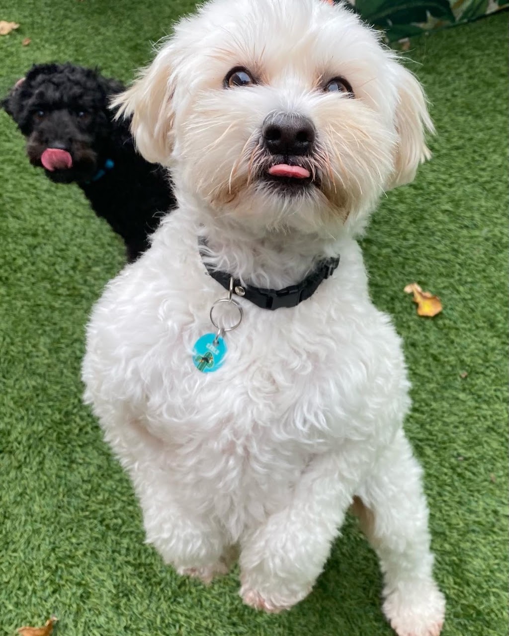 DogTown Grooming & Day Care | 650 South Rd, Moorabbin VIC 3189, Australia | Phone: 0449 894 332