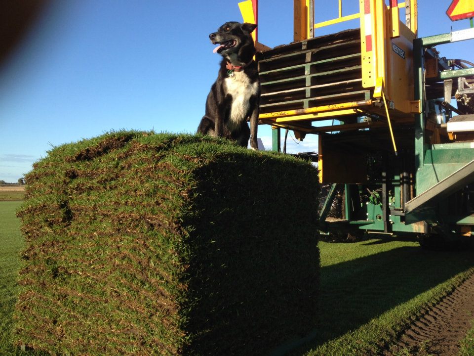 Lilydale Instant Lawn | Pakenham | 790 McDonalds Drain Rd E, Pakenham South VIC 3810, Australia | Phone: (03) 9122 8718