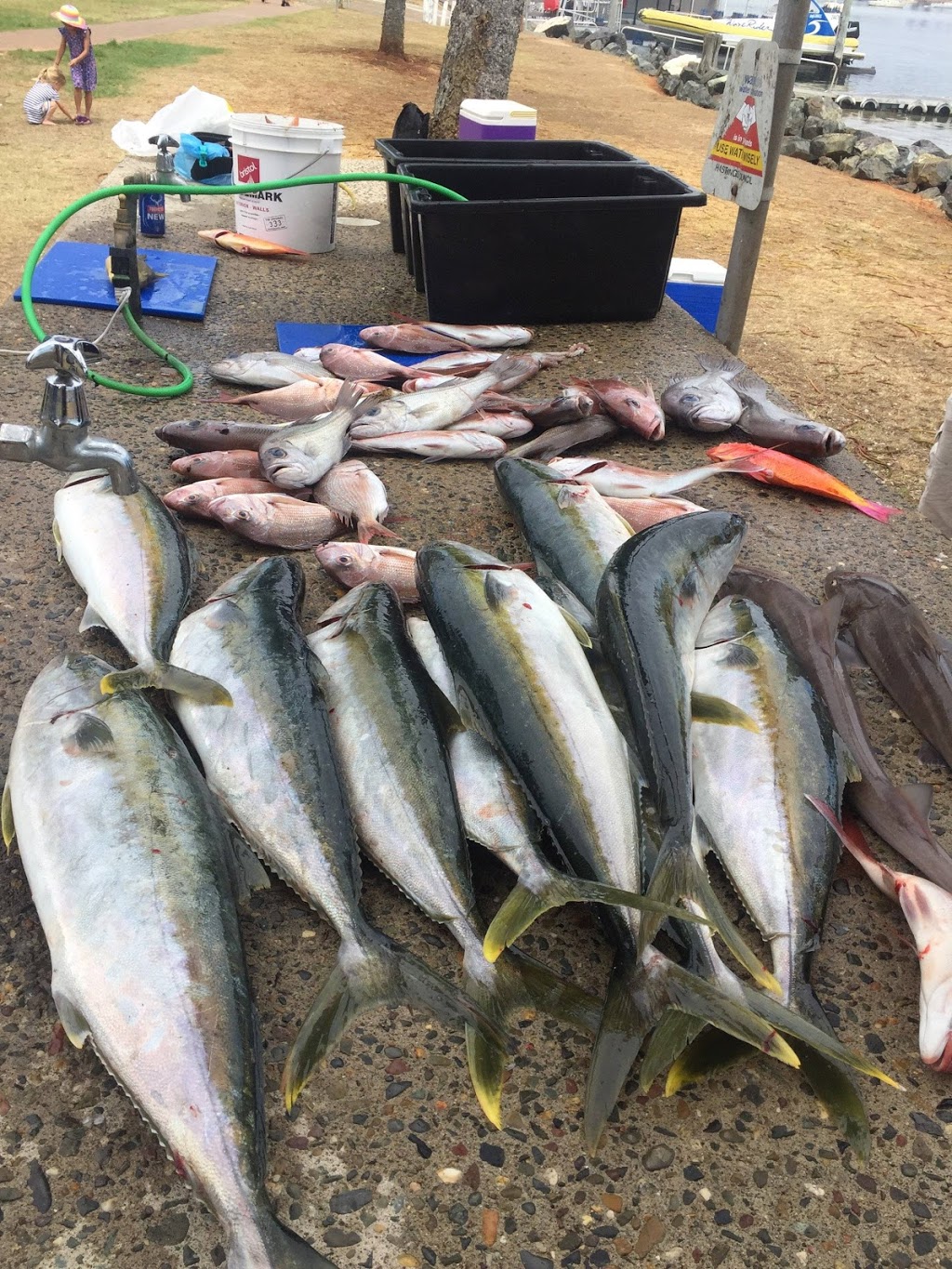 Fish Port Macquarie | Northern End Of Short Street Berth 10 - Town Green Boardwalk, Port Macquarie NSW 2444, Australia | Phone: 0490 069 482