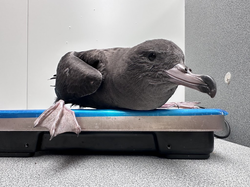 ESPERANCE WILDLIFE HOSPITAL & SANCTUARY | 266 South Coast Hwy, Chadwick WA 6450, Australia | Phone: 0452 561 313