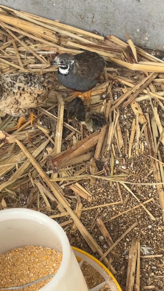 Debras Chicken Haven | Daisy Rd, Mount Tarampa QLD 4311, Australia | Phone: 0447 795 657