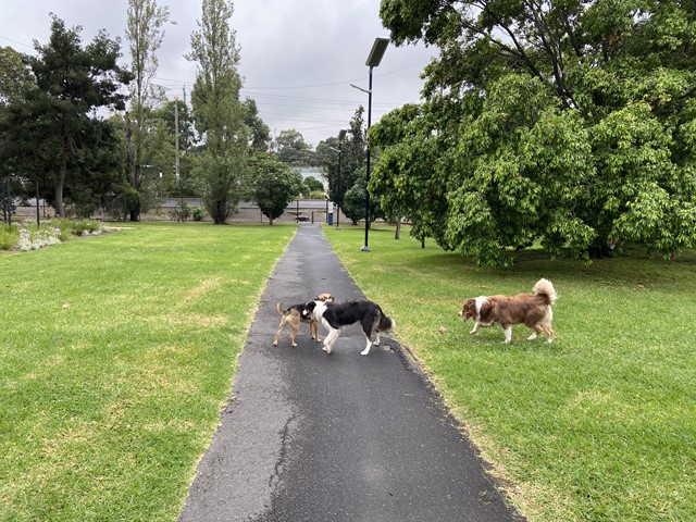 Waverley Park Dog Off Leash Area | 1 Sylvester Cres, Malvern East VIC 3145, Australia | Phone: 0408 114 414