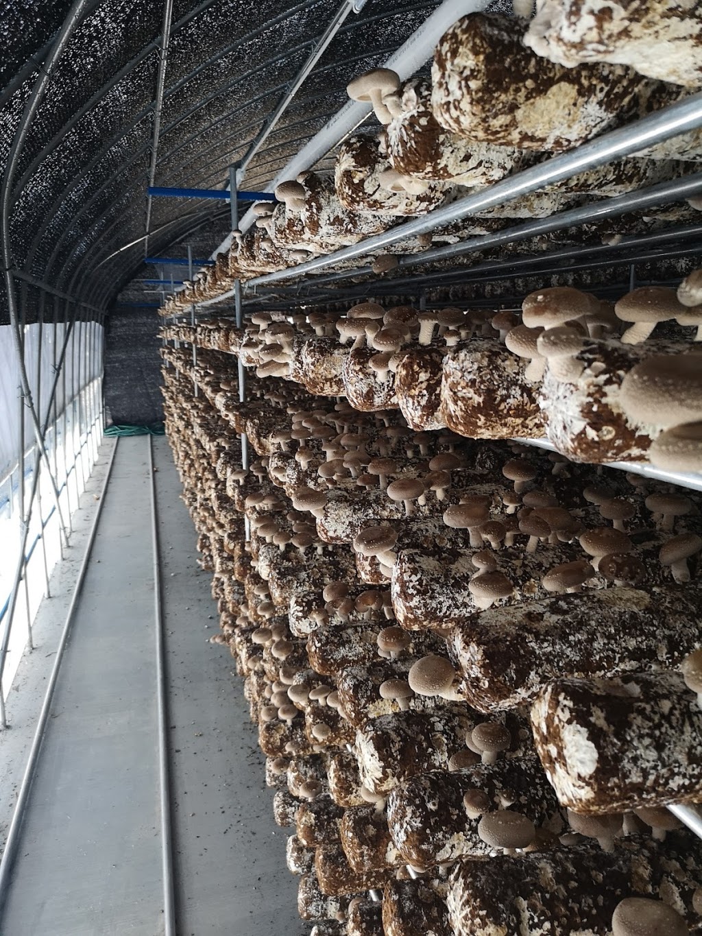 Kenon Mushrooms 버섯공장 | food | 2 Belair Cl, Park Ridge South QLD 4125, Australia | 0433278780 OR +61 433 278 780