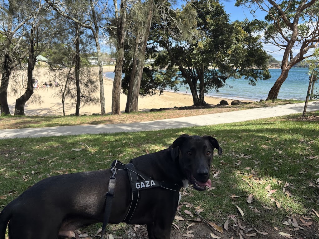 APEX K9 ACADEMY | Toongabbie NSW 2146, Australia | Phone: 0433 686 980