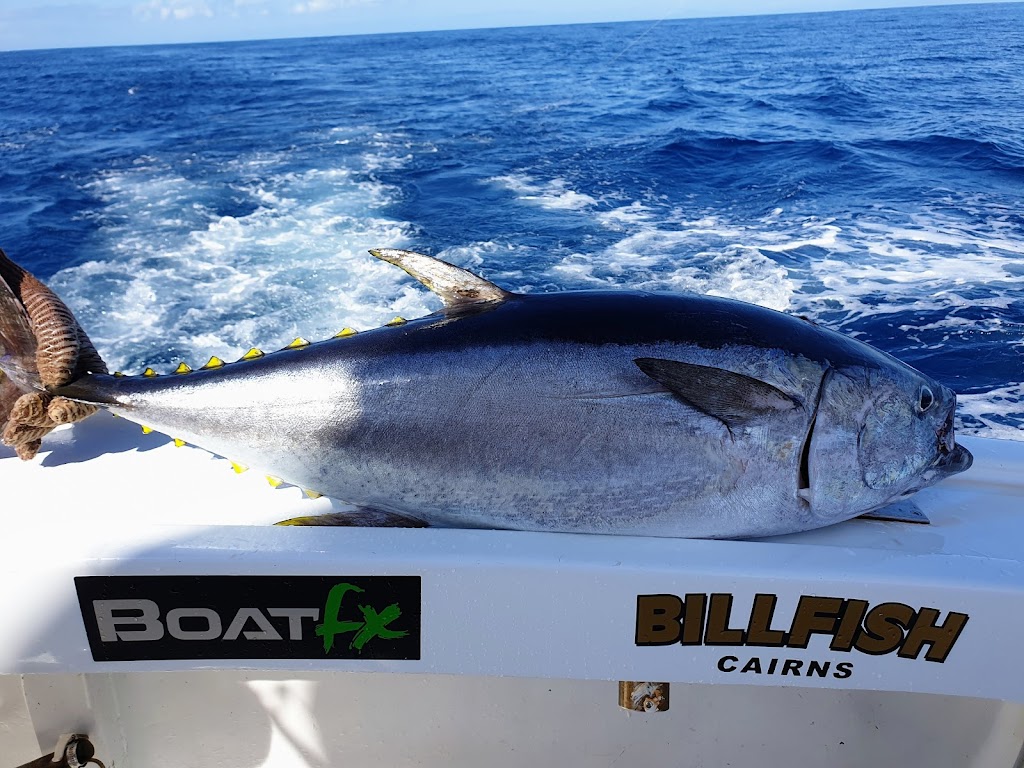 Billfish Sports Fishing | C33 Cairns Marina, Pier Point Rd, Cairns City QLD 4870, Australia | Phone: 0428 384 938