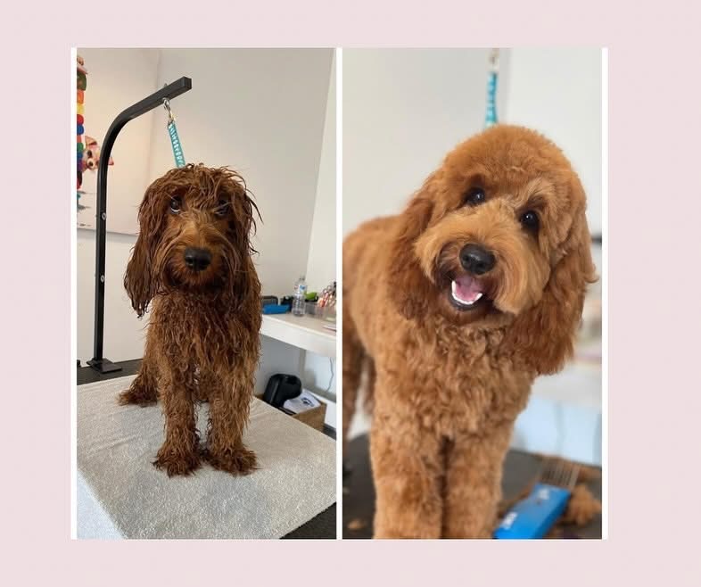 Groovy Grooms Kyogle | 30 Pratt St, Geneva NSW 2474, Australia | Phone: 0438 409 706