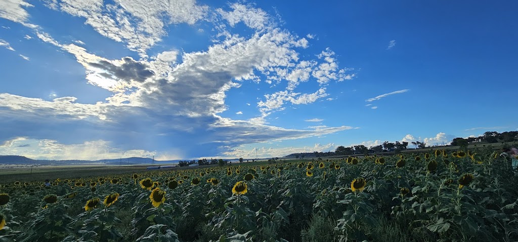 Warraba Sunflowers | 439 Mcnallys Rd, Cambooya QLD 4358, Australia | Phone: 0475 389 305